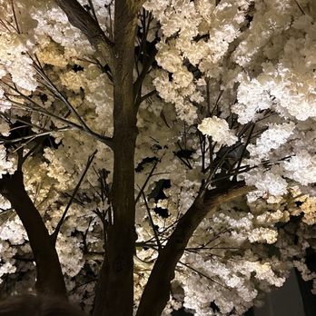 Janken - The tree - Japanese Near Me - Portland, Oregon