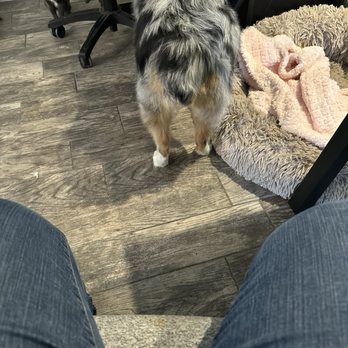 Sharp Dressed Pets Grooming - Aussie booty cut is on point! - Pet Groomers Near Me - El Cajon, California Sharp Dressed Pets Grooming - Aussie booty cut is on point! - Pet Groomers Near Me - El Cajon, California