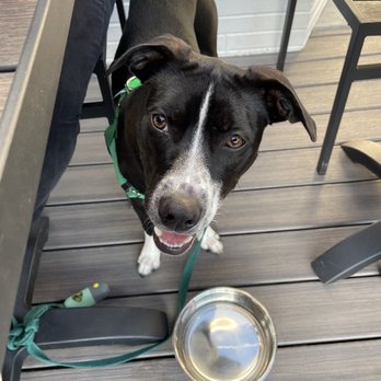 Capa Tosta - Dog friendly and provided water on the patio! - Italian Near Me - Washington, DC, District of Columbia