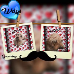 Small Dog Grooming - Wrigs before and after pics