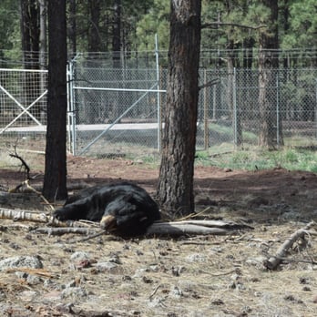 Bearizona - Bear sleeping a few feet away from my car. - Zoos Near Me - Williams, Arizona Bearizona - Bear sleeping a few feet away from my car. - Zoos Near Me - Williams, Arizona