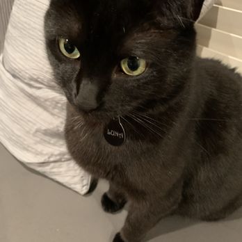 Roam Vet - "Thank you, Roam Vets! Sorry for my temper." - Veterinarians Near Me Roam Vet - "Thank you, Roam Vets! Sorry for my temper." - Veterinarians Near Me