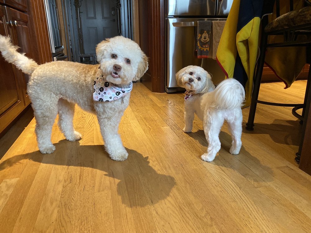 GRECO’S GROOMING SALON 24 Reviews Pet Groomers 109 E Prospect Ave