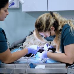 Clematis Animal Clinic