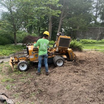 Malverde Tree Services - Stump grinding - Tree Services Near Me - Bedford Hills, New York Malverde Tree Services - Stump grinding - Tree Services Near Me - Bedford Hills, New York