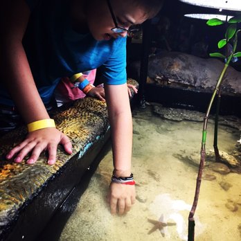 Branson Wild World - Starfish in touch tank - Aquariums Near Me - Branson, Missouri Branson Wild World - Starfish in touch tank - Aquariums Near Me - Branson, Missouri