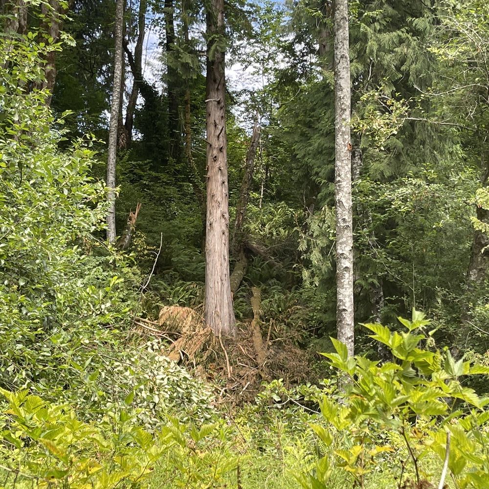 Watershed Park - Parks Near Me - Olympia, Washington Watershed Park - Parks Near Me - Olympia, Washington