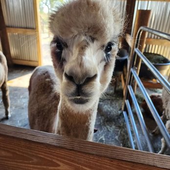 Black Barn Alpacas - Attraction Farms Near Me - Finksburg, Maryland