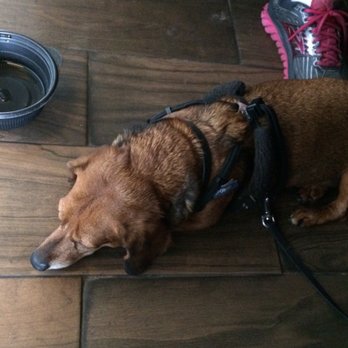 Adam's Egg - Our little mini dachshund was very welcome and was offered her own water bowl - Breakfast & Brunch Near Me - Daytona Beach, Florida
