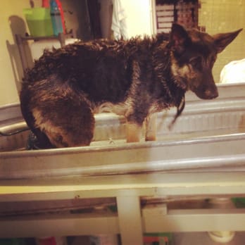 Wags & Whiskers - Sad Sadie is not a fan of baths - Pet Stores Near Me - Nashville, Tennessee Wags & Whiskers - Sad Sadie is not a fan of baths - Pet Stores Near Me - Nashville, Tennessee