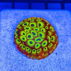 Little Reef Aquaculture & Imports
