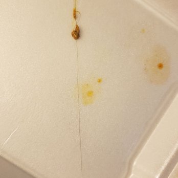 Numero Uno Cuban Restaurant - Pulled hair from under chicken leg, never thought it would end. Obviously they are not wearing hair nets or quality checking their food. - Cuban Near Me - Orlando, Florida Numero Uno Cuban Restaurant - Pulled hair from under chicken leg, never thought it would end. Obviously they are not wearing hair nets or quality checking their food. - Cuban Near Me - Orlando, Florida