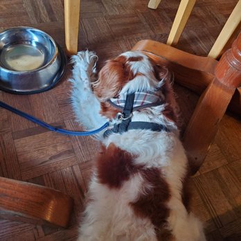 Testa's Bar & Grill - Dog friendly even on the inside! - Seafood Near Me - Bar Harbor, Maine Testa's Bar & Grill - Dog friendly even on the inside! - Seafood Near Me - Bar Harbor, Maine