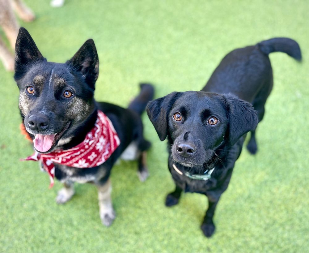 OK CANINE CORRAL EAST Updated September 2024 1224 Lindsey Plaza Dr