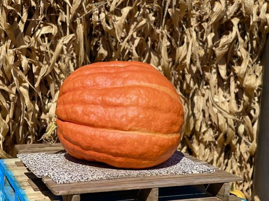 Jerry Smith Pumpkin Farm by null
