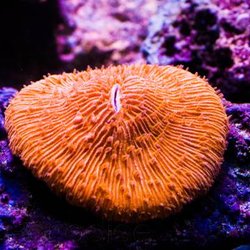 Fish & Coral Paradise