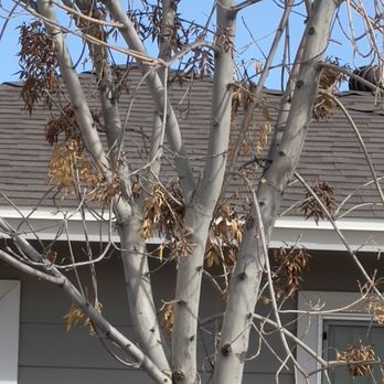 Moon Valley Nurseries - Dead tree. That should still have green leaves on it. But the leaves are dead before it could fall off. - Nurseries & Gardening Near Me - Chandler, Arizona