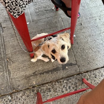 Sen Noodle Bar - Pooch friendly - outdoor seating - Pan Asian Near Me - Seattle, Washington Sen Noodle Bar - Pooch friendly - outdoor seating - Pan Asian Near Me - Seattle, Washington