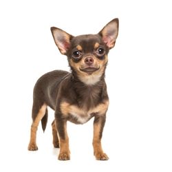 Five A's Humane Society