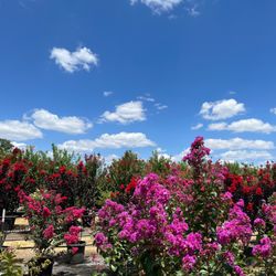 Backbone Valley Nursery - Wide selection of Crape Myrtles.