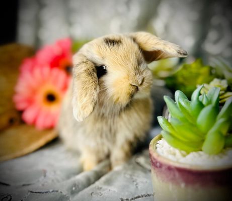 Brooke's Bunny Farm, Oxford, CT 06478, US - MapQuest