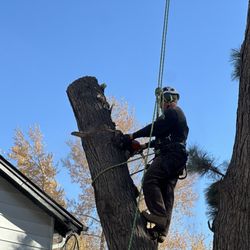 Farr Arbor - Hazard removal of locust over house