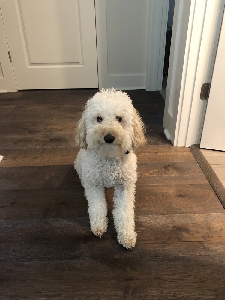 GOOCHIE POOCHIE DOGGIE RESORT & SPA 14 Photos & 24 Reviews 4601 Opa