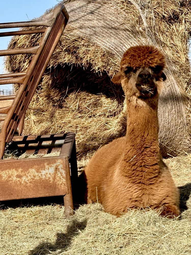 Blue Mule Winery - Photo 9