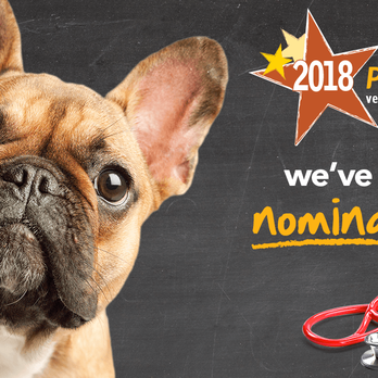 Vancouver Veterinary Hospital - Thank you for nominating us as Practice and Veterinarian of the Year in Petplan's 2018 Veterinary Awards. - Veterinarians Near Me - Vancouver, British Columbia Vancouver Veterinary Hospital - Thank you for nominating us as Practice and Veterinarian of the Year in Petplan's 2018 Veterinary Awards. - Veterinarians Near Me - Vancouver, British Columbia