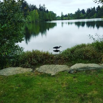 Wapato Park - Some of the water fowl I saw while doing my stroll around the lake. - Parks Near Me - Tacoma, Washington