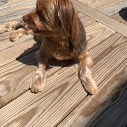 Dog Days - Hair is cut uneven on his arms
