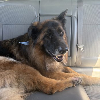Pampered Puppies - Rangers after ( his paw is due to allergies he's ok) - Pet Groomers Near Me - Victorville, California
