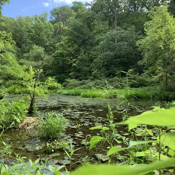 Dora Kelley Nature Park - Parks Near Me - Alexandria, Virginia Dora Kelley Nature Park - Parks Near Me - Alexandria, Virginia