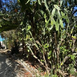 Bongos Botanical Beer Garden - Garden