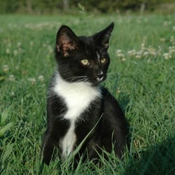 Greater Peoria Pet Resort