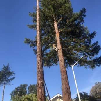 TreeMax Tree Service - Redwood removal - Tree Services Near Me - Roseville, California TreeMax Tree Service - Redwood removal - Tree Services Near Me - Roseville, California