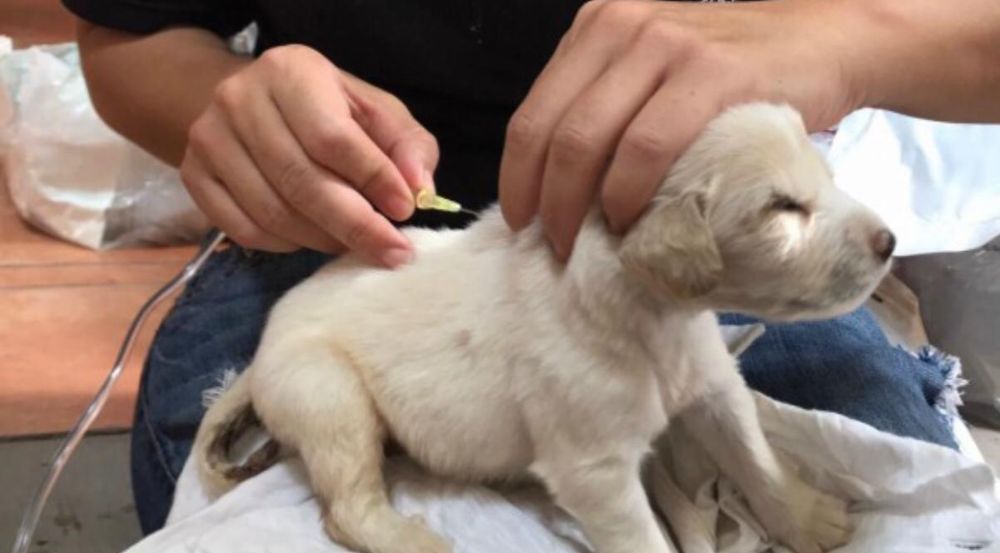 Shoppes of Estero Animal Hospital Image