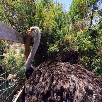 Ostrichland USA - Attraction Farms Near Me - Solvang, California Ostrichland USA - Attraction Farms Near Me - Solvang, California