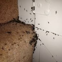 PestForce Derbyshire - Insect Control