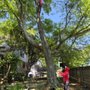 Photo of Willow Fast Tree Service