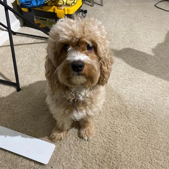 Dogs In Styles Mobile Grooming - This is Baylee - Pet Groomers Near Me