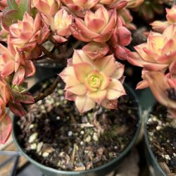 Rainbow Acres Cactus Succulent