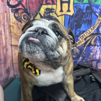 Taurus Academy Metric - Pet Training Near Me - Austin, Texas