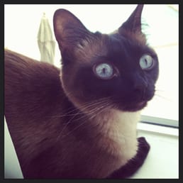 My cat Ranger. They take great care of him. My cat Ranger. They take great care of him.