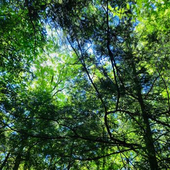 Prospect Mountain - Plenty of trees and shade. - Hiking Near Me - Lake George, New York
