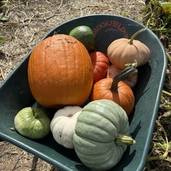 Brookfield Pumpkins