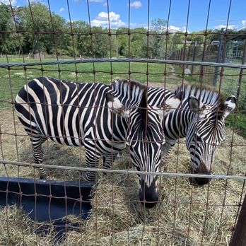 Action Wildlife Foundation - Zoos Near Me - Goshen, Connecticut Action Wildlife Foundation - Zoos Near Me - Goshen, Connecticut