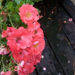 Bob Wines Camellia Gardens