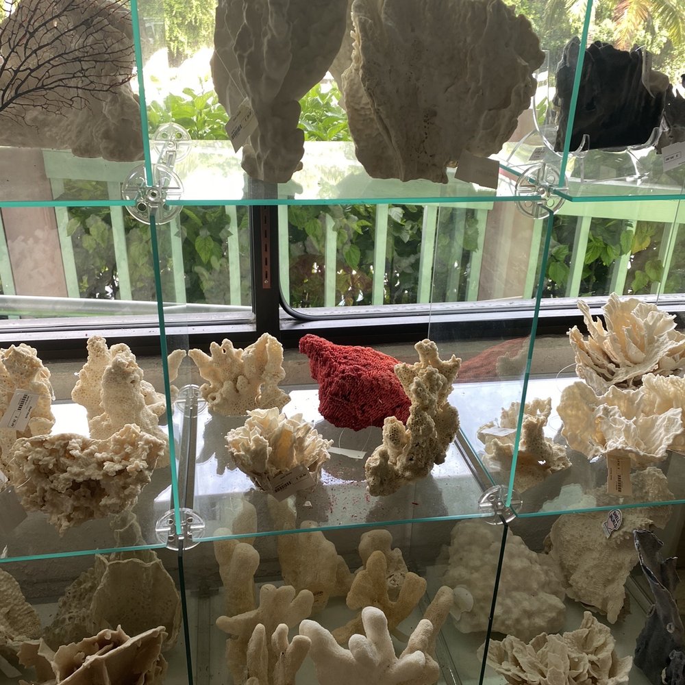Shell World - Gift Shops Near Me - Key Largo, Florida