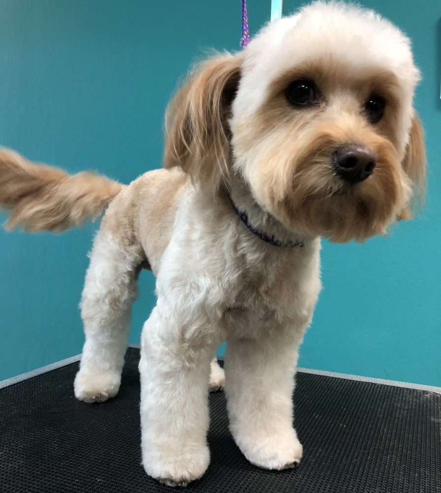 DAPPER DOGS GROOMING 24 Photos & 11 Reviews 7419 Market St